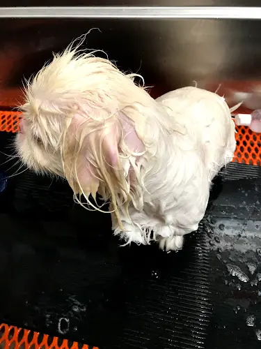 Dog breeder Unleashed Vallejo