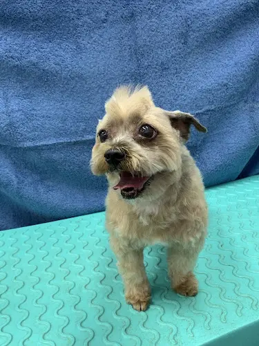 Pet boarding service Bathe R Doggie Pasadena