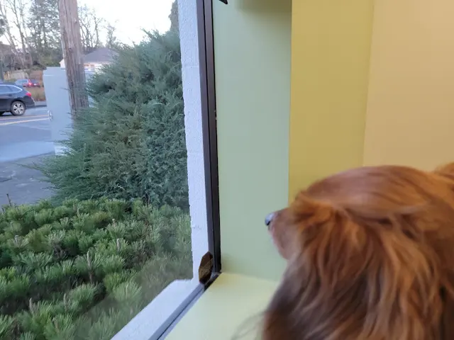 Pet vet Peninsula Dog and Cat Clinic Portland
