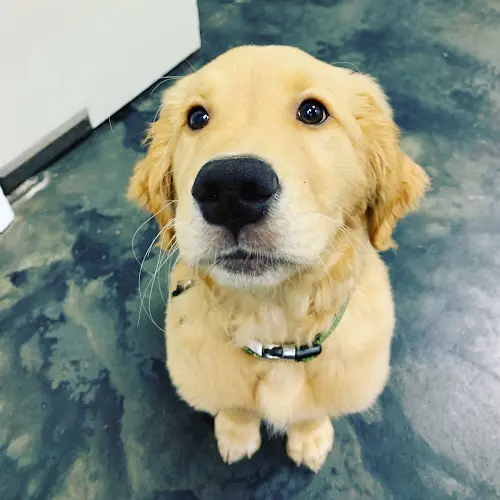 Dog Grooming Otay Pet Vets Chula Vista