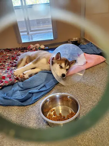 Dog breeder Seattle Humane Kirkland