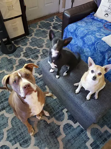 Pet vet Tulare Veterinary Hospital: Rodriguez Carlos DVM Visalia
