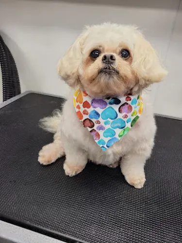 Dog Grooming MJ's Pet Spaw & Boutique Mission Viejo