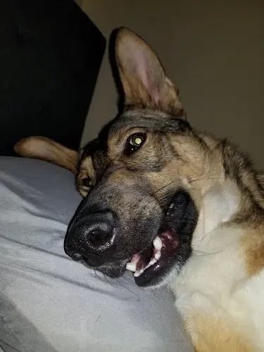 Dog trainer Deschutes K9 Training Solutions Bend