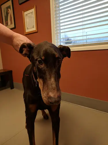 Pet vet Dr. Kelli Rosen Eugene