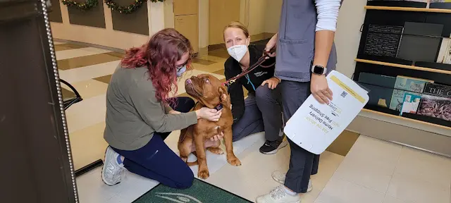 Pet vet Animal Dermatology Clinic San Diego