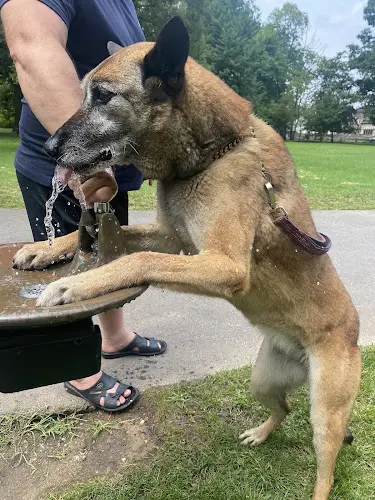 Dog trainer K9 Comrades LLC Daly City