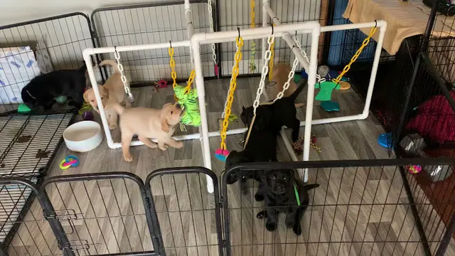 Dog breeder Lab Olympus- Labrador Retriever Puppies for Sale Fairfield, CA Vallejo
