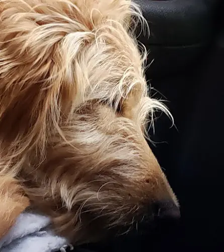 Dog breeder Debsdoodles Spokane