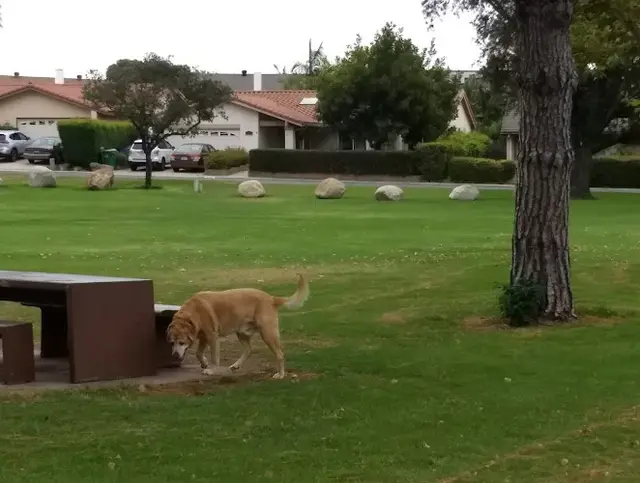 Dog Park Roadrunner Park San Diego