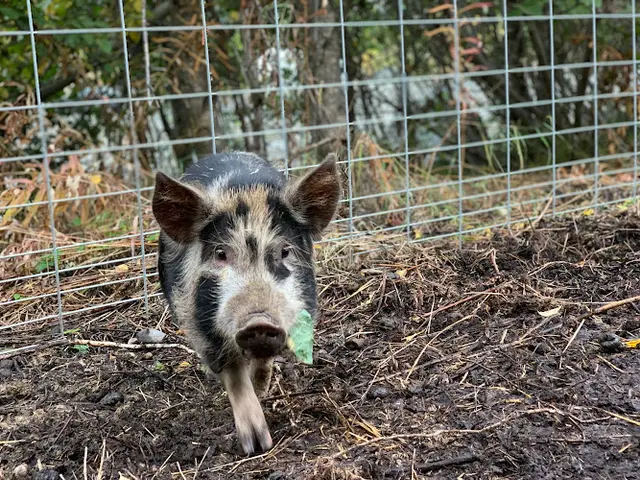 Rescue & Shelter Forget Me Not Farm Sanctuary Anchorage