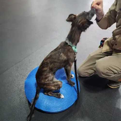 Dog trainer Zoom Room Dog Training Seattle