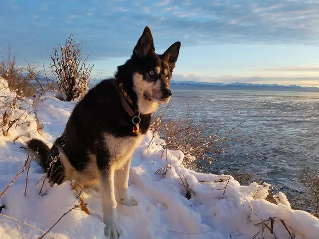 Dog Park Kincaid Park Anchorage
