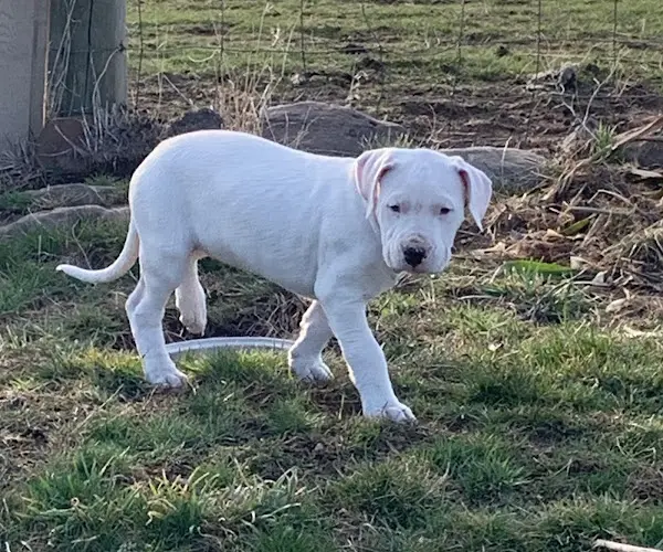Dog breeder Great Dogo Argentino Oceanside