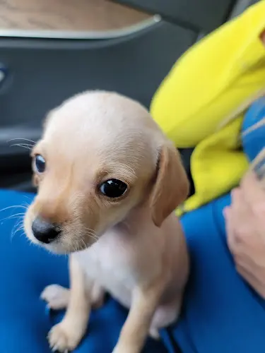Pet vet Little Cottonwood Animal Hospital Westminster