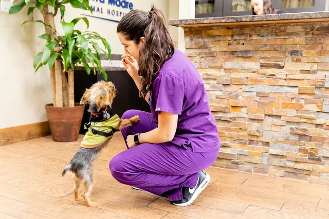 Pet vet Sierra Madre Animal Hospital Pasadena