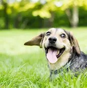 Pet vet Veterinarian Group Anaheim Fullerton