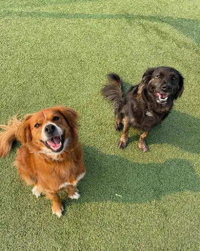 Dog breeder The Ranch Pet Resort & Spa Fremont