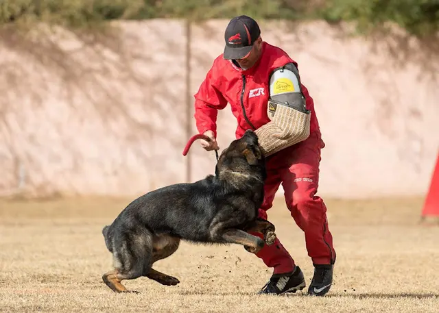 Dog trainer Taylor Made Working Dogs Vista