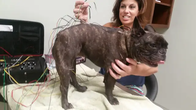 Pet vet All Vet Care Animal Hospital and Rehabilitation Ventura