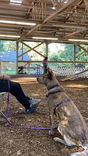 Dog trainer Kinship Dog Training Seattle