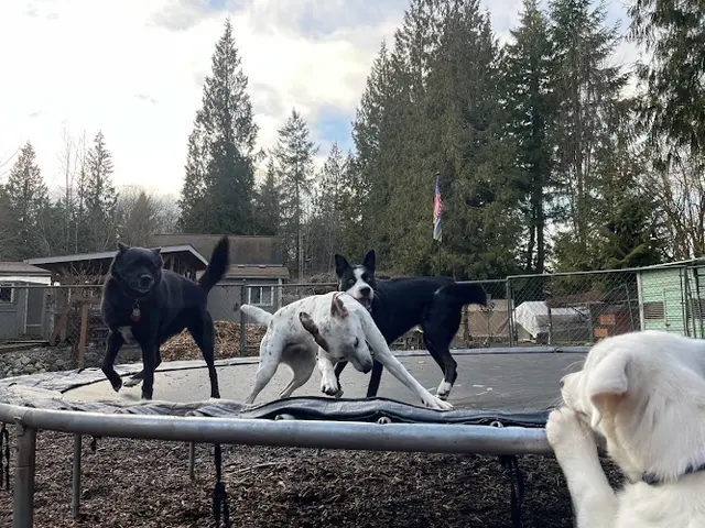 Pet boarding service All About Dogs Bellevue