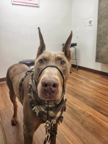 Pet vet VCA Delta Oaks Animal Hospital Eugene