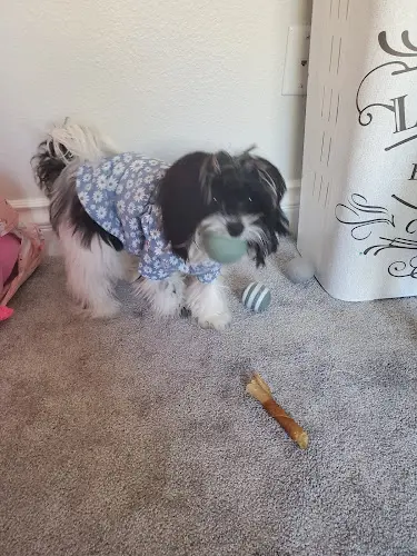 Dog day care center Petco Victorville