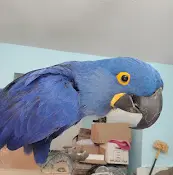Rescue & Shelter Avian Rescue Concord