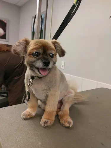 Dog breeder Petco Yakima