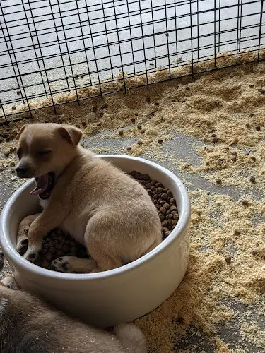 Dog breeder San Dimas Grain West Covina
