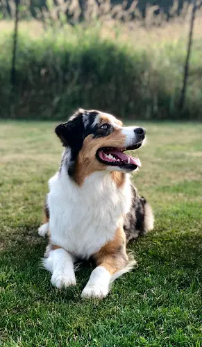 Dog walker Little Paws Pet Resort Inc Yakima