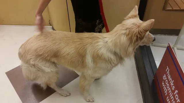 Dog breeder PetSmart Vallejo