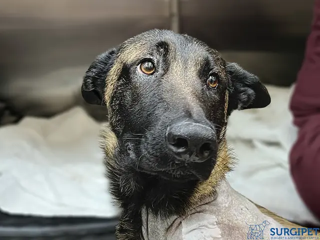 Dog day care center Surgipet - Urgent Care Center San Marcos