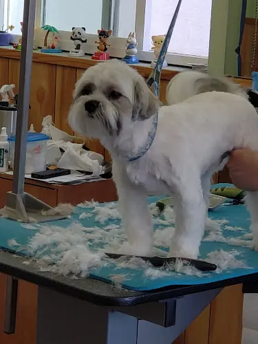 Dog Grooming Ace Dog Grooming Studio Burbank