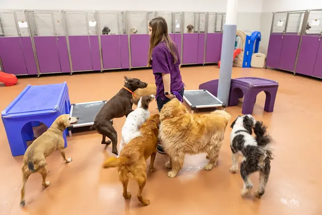 Dog day care center Wagly Veterinary Hospital & Pet Campus | Blossom Hill San Jose