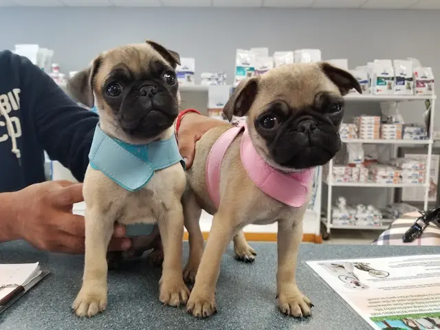 Pet vet Healthy Pet Hospital and Grooming Fullerton