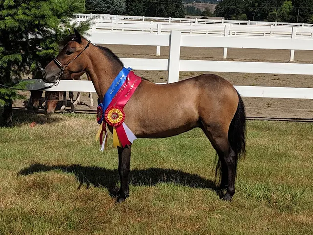 Pet boarding service VFM Miniature Horses Hillsboro