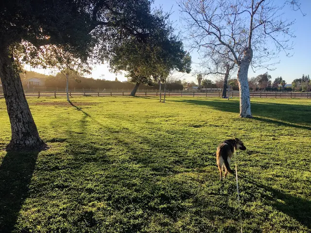 Dog Park Bette Davis Picnic Area Burbank