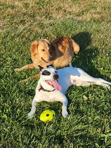 Pet boarding service I'm With Fur Sacramento