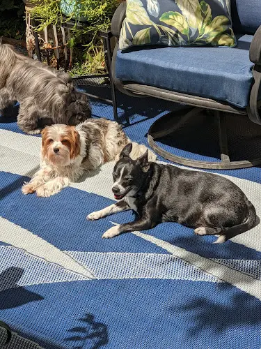 Dog day care center Riverside Pup Paradise - In-home boarding for small dogs Fresno