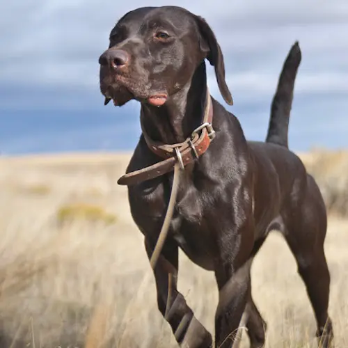 Dog trainer Central Oregon Sporting Dog Bend