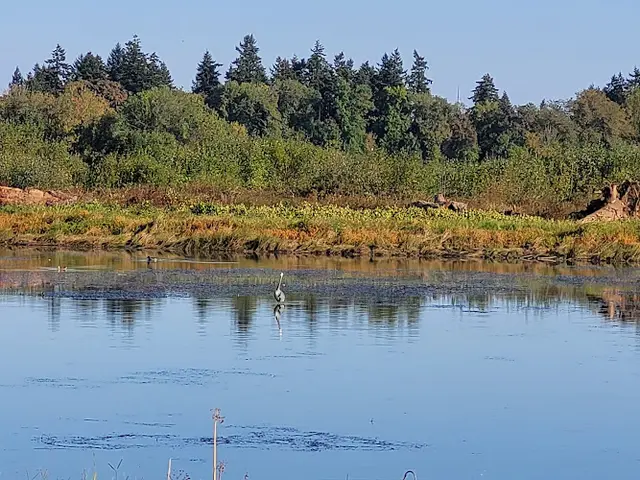 Dog walker Jackson Bottom Wetlands Hillsboro
