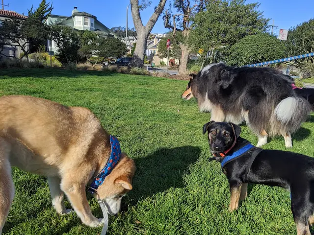Dog day care center Neighbors Dog Sitting Daly City