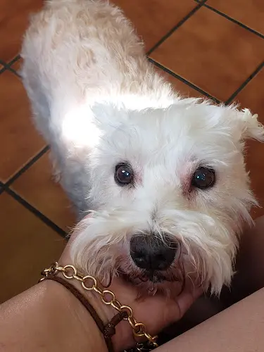 Pet vet Valley Veterinary Hospital Pasadena