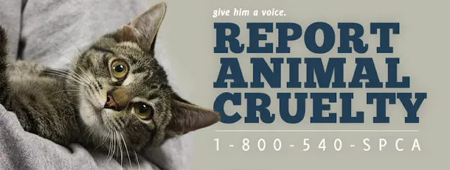 Rescue & Shelter spcaLA Pet Adoption Center Bakersfield