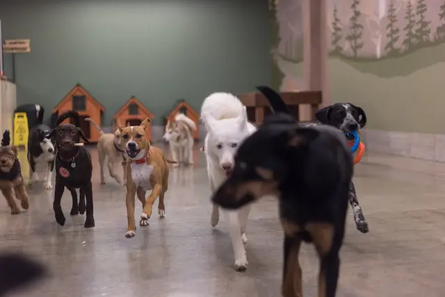 Dog trainer Workindoggz Hayward
