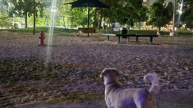 Dog Park Westwood Park Los Angeles