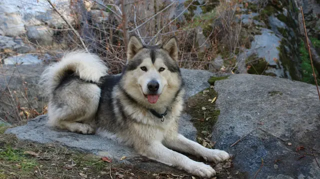 Dog breeder Sequoia Timber Malamutes Clovis