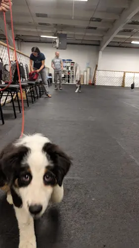 Dog trainer The Puppy Perfectors Seattle